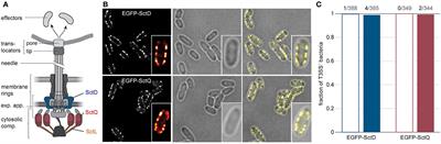 Life After Secretion—Yersinia enterocolitica Rapidly Toggles Effector Secretion and Can Resume Cell Division in Response to Changing External Conditions